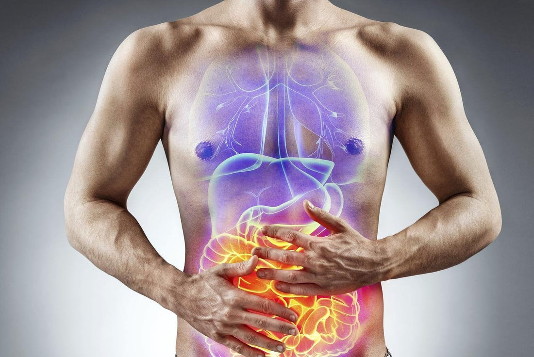 Illustration af menneskekrop med fremhævede indre organer og tarm — kronisk inflammation i kroppen er en central drivkraft bag biologisk aldring og inflammaging