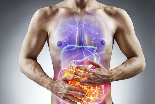 Illustration af menneskekrop med fremhævede indre organer og tarm — kronisk inflammation i kroppen er en central drivkraft bag biologisk aldring og inflammaging