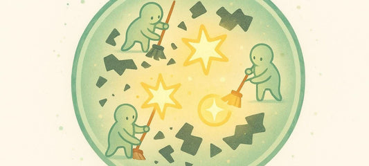 Illustration af autofagi hvor celler nedbryder og genbruger beskadigede komponenter som en del af kroppens cellulære vedligeholdelse