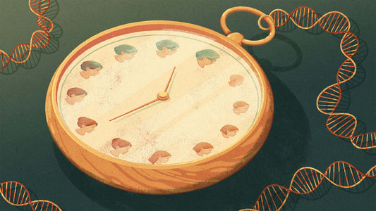 Illustration af biologisk alder med ur og DNA, der viser hvordan biomarkører og epigenetiske ure bruges til at måle kroppens biologiske aldring.