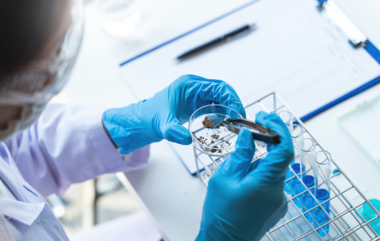 Forsker i laboratorium med petriskål og reagensglas — illustration af den videnskabelige forskning bag longevity-gennembrud i 2024